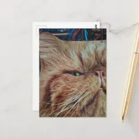 Adorable Ginger Kitty collage Postcard