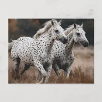 Galloping Leopard Appaloosa Horses Postcard