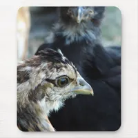 Barnyard Mixed Chicks Mouse Pad