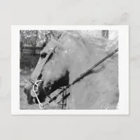 Horse in Black and White Postcard