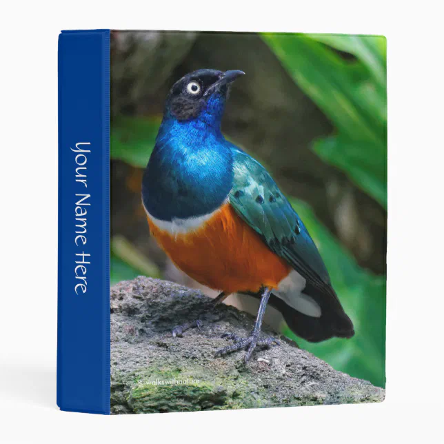 A Stunning African Superb Starling Mini Binder