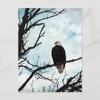 Bald Eagle in a Tree With Blue Sky and Clouds Postcard