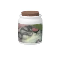 Sugar Glider Sleeping in Blanket Candy Jar