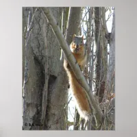 Poster - Squirrel in Tree