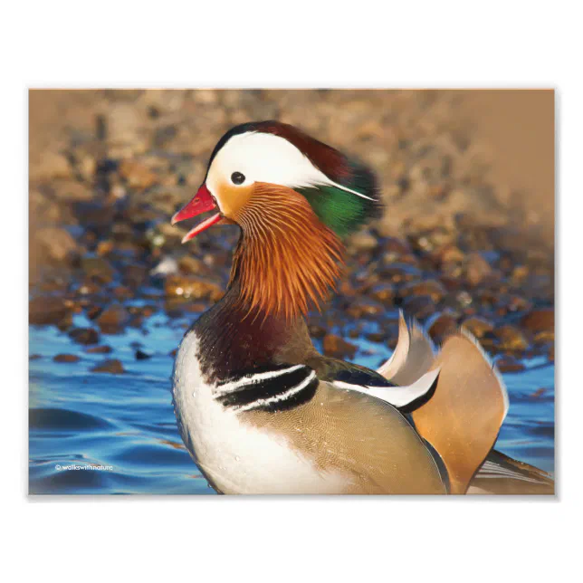 Beautiful Chatty Mandarin Duck at the Pond Photo Print