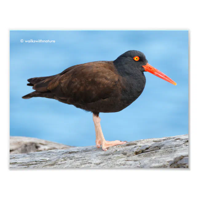 Profile of a Black Oystercatcher Photo Print