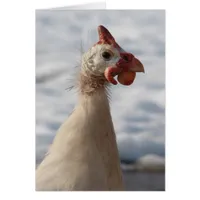White Guinea Fowl