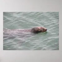 Cute Seal Swimming at the Fish Market Poster