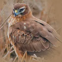 WWN Beautiful Northern Harrier in the Marsh