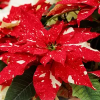 WWN Festive Red & White Poinsettias