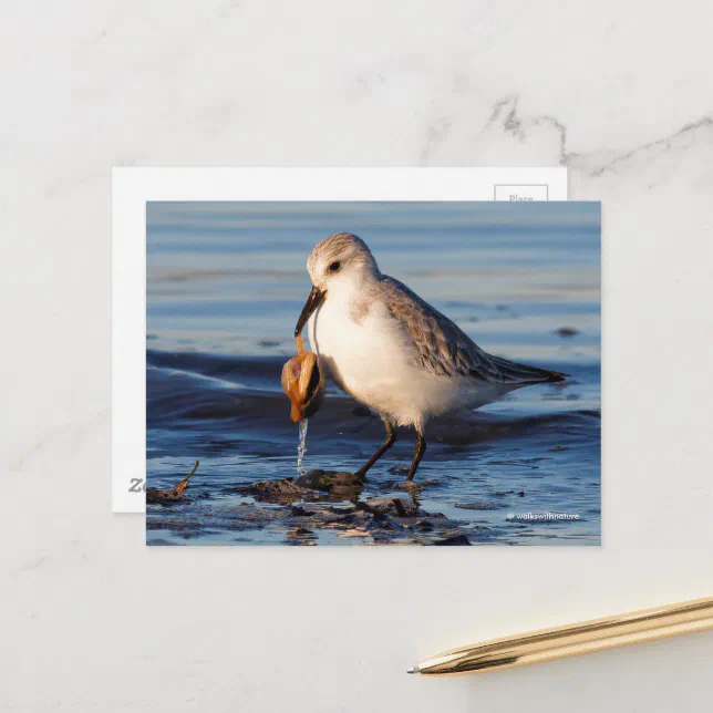 Cute Sanderling Sandpiper Dines on Clam at Beach Postcard