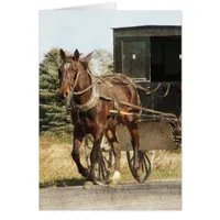 Amish Horse and Buggy All Occasions Cards