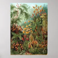 Muscinae Poster