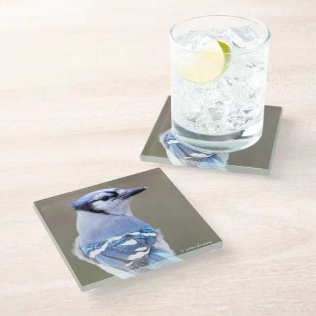 Cute Blue Jay Songbird on Treestump Glass Coaster