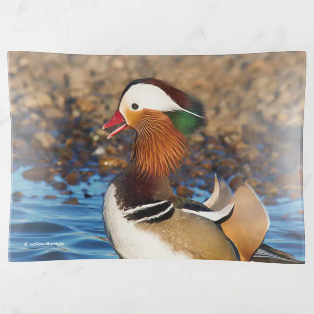 Beautiful Chatty Mandarin Duck at the Pond Trinket Tray