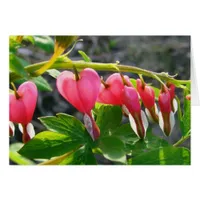 Bleeding Hearts