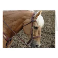 Western  Palomino