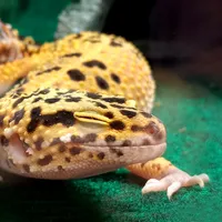 WWN Funny Leopard Gecko Smiles for the Paparazzi