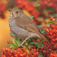 WWN Hermit Thrush on the Scarlet Firethorn