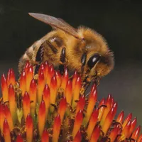 WWN Honeybee on the Echinacea