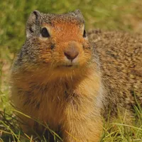 WWN Hopeful Columbian Ground Squirrel