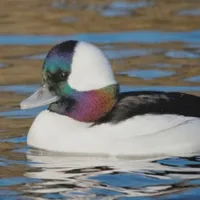 WWN Handsome Bufflehead Duck at the Winter Pond