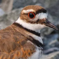 WWN Closeup of a Killdeer on the Beach