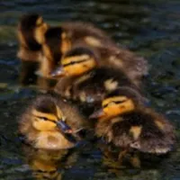 WWN Cute Mallard Ducklings Enjoying a Swim