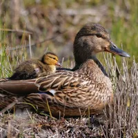 WWN Cute Chillin' Mallard Mom & Baby