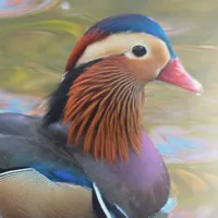 WWN Beautiful Mandarin Duck Sittin' Pretty in the Pond