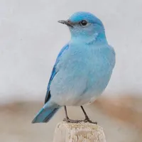 WWN Beautiful Mountain Bluebird on Beach Stump