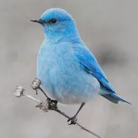 WWN Beautiful Mountain Bluebird on the Tansy