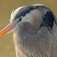 WWN Mystique of the Great Blue Heron