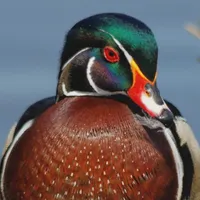 WWN Pensive Wood Duck at the Lake