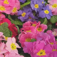 WWN Colorful Medley of Primula Flowers