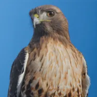 WWN Red-Tailed Hawk Looking Regal in the Winter Sun (II)