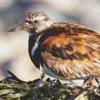 WWN Ruddy Turnstone at a Winter Beach