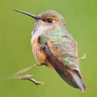 WWN Rufous Hummingbird in the California Lilac