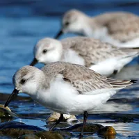 WWN Sanderlings Feasting in Staggered Synchronicity on Winter Shores