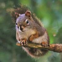 WWN Who Me? Saucy Red Squirrel in the Fir