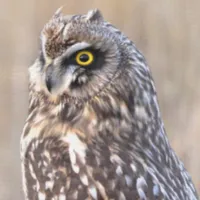 WWN Short-Eared Owl with Vole