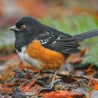 WWN Spotted Towhee in the Autumn Leaf Litter