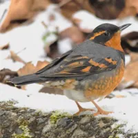 WWN Beautiful Varied Thrush on the Snowy Ground