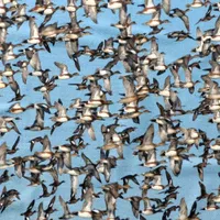 WWN Stunning Winter Ducks in Flight