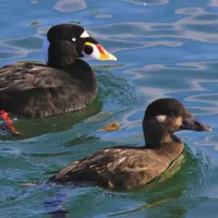 WWN Surf Scoter Ducks at the Pier