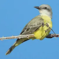 WWN Stunning Tropical Kingbird on Blackberry Branch