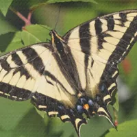 WWN Beautiful Western Tiger Swallowtail