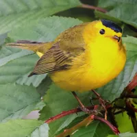 WWN Wilson's Warbler in the Cherry Tree