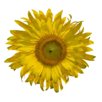 Yellow Sunflower Lover Gifts