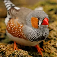 WWN Zebra Finch Sittin' Pretty on the Rocks